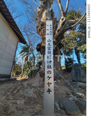 埼玉県本庄市山王堂の日枝神社 御神木の大ケヤキ 埼玉県本庄市山王堂の日枝神社 御神木の大ケヤキ 111066805