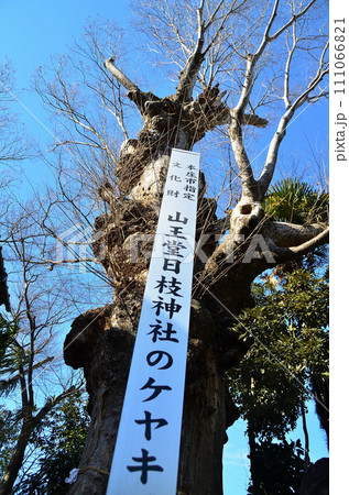埼玉県本庄市山王堂の日枝神社 御神木の大ケヤキ 埼玉県本庄市山王堂の日枝神社 御神木の大ケヤキ 111066821