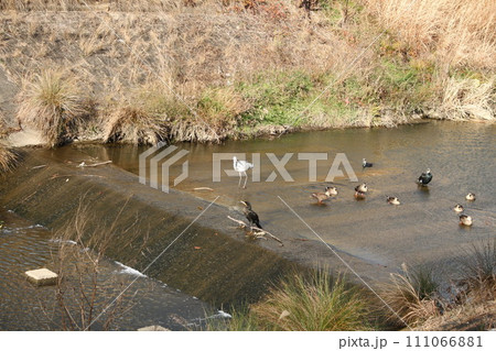 全員集合!! 全員集合!! 111066881