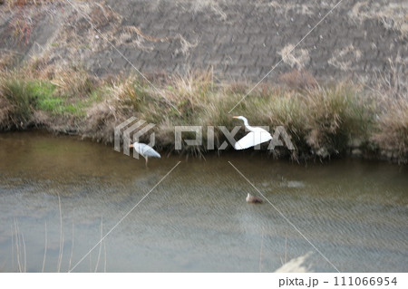 飛び立つ白サギを撮影しました。 飛び立つ白サギを撮影しました。 111066954