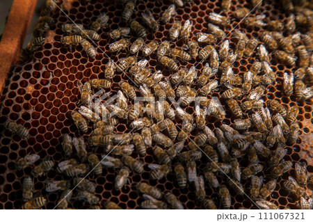 Working bees on the brown honeycomb with sweet honey.. 111067321
