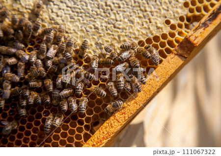 Working bees on the brown honeycomb with sweet honey.. Working bees on the brown honeycomb with sweet honey.. 111067322