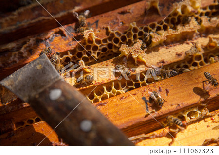 Open hive showing the bees swarming on a honeycomb.. Open hive showing the bees swarming on a honeycomb.. 111067323