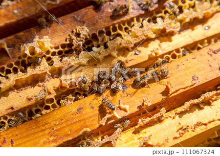 Open hive showing the bees swarming on a honeycomb.. 111067324
