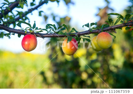 Ripe cherry plum berries in the garden on a tree. Growing cherry plums in a orchard.. 111067359