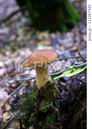 Single Boletus edulis or porcini mushroom growing in the forest. . Single Boletus edulis or porcini mushroom growing in the forest. . 111067485