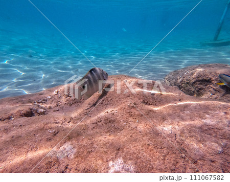 The threespot dascyllus (Dascyllus trimaculatus) at coral reef of the Red Sea.. 111067582
