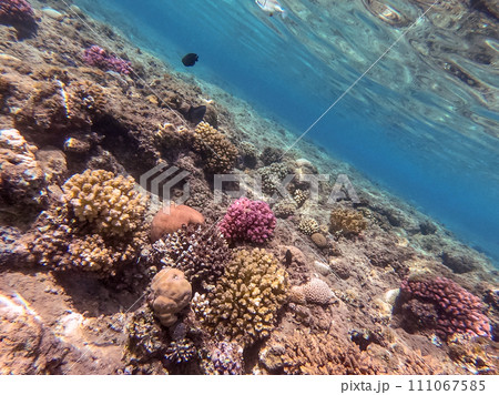 Underwater life of reef with close up view of corals and tropical fish. Coral Reef at the Red Sea, Egypt. Underwater life of reef with close up view of corals and tropical fish. Coral Reef at the Red Sea, Egypt. 111067585