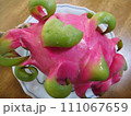 ドラゴンフルーツ 111067659