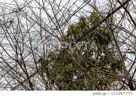電線にかかった木の枝 電線にかかった木の枝 111067775