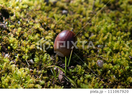 苔むした地面に落ちた可愛いどんぐりの実 111067920