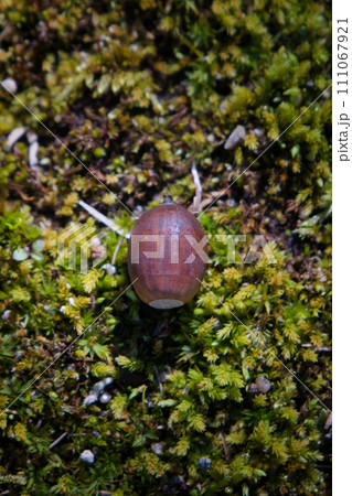 苔むした地面に落ちた可愛いどんぐりの実 111067921
