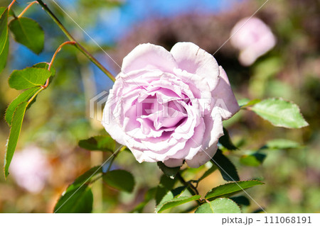 薔薇園にピンク色のバラが咲いています 111068191