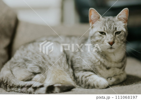 家でくつろぐエジプシャンマウ 家でくつろぐエジプシャンマウ 111068197