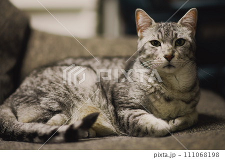 家でくつろぐエジプシャンマウ 家でくつろぐエジプシャンマウ 111068198