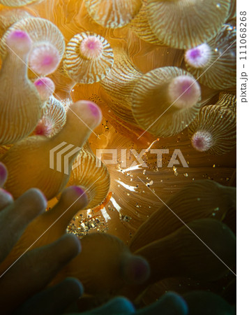 カザリイソギンチャクエビ 111068268