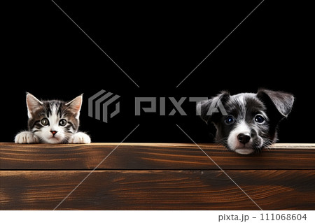 Adorable dog and cat posed together, looking directly at camera with ample space for custom text 111068604