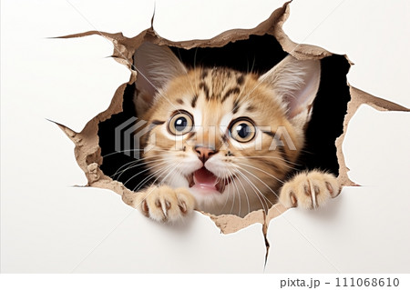 Curious Cat Poking Its Head Out of a Hole in White Paper with Copy Space for Text Overhead 111068610