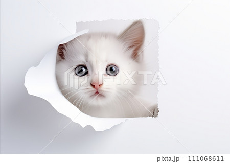 Curious Cat Poking Its Head Out of a Hole in White Paper with Copy Space for Text Overhead Curious Cat Poking Its Head Out of a Hole in White Paper with Copy Space for Text Overhead 111068611