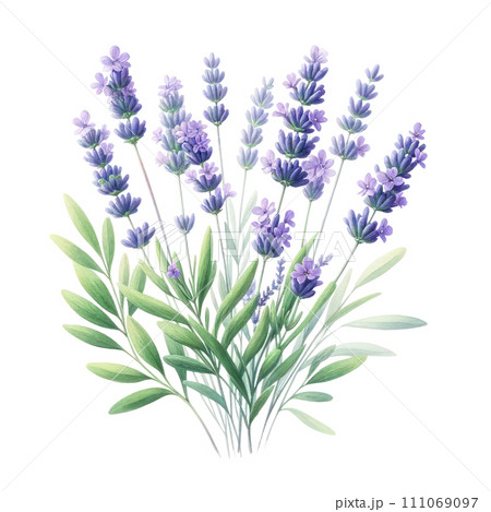 watercolor of Lavender flower bouquet and greenery leaves clipar 111069097