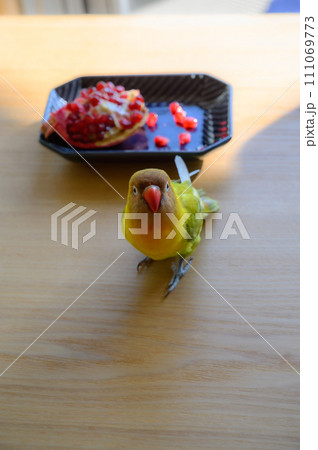 ボタンインコとザクロ 111069773