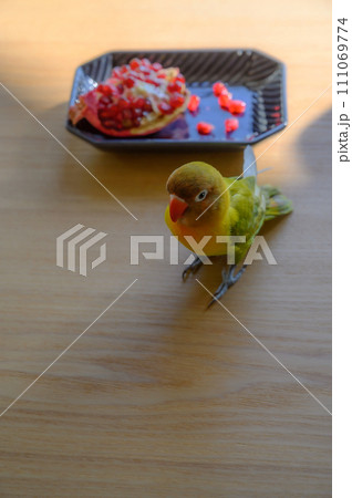 ボタンインコとザクロ 111069774