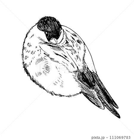 Vector freehand drawing of monochrome illustration sketches . Bullfinch constitute a large family of small birds. Winter 111069783