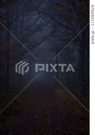 Twilight Whispers: The Enigmatic Forest Path 111069826