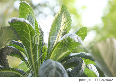 growing Kale home growth vegetables growing Kale home growth vegetables 111069882