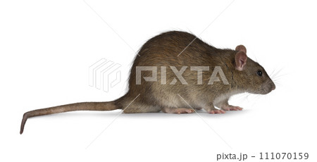 Rat on white background Rat on white background 111070159