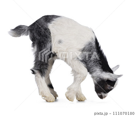 Land goat on white background 111070180