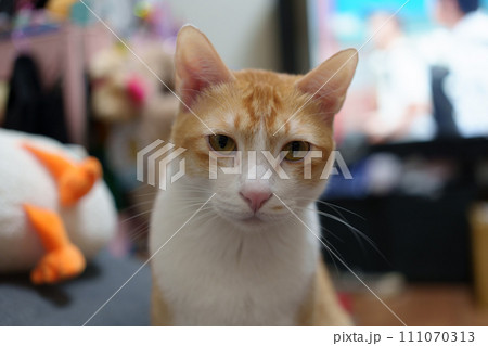猫 ねこ ネコ 111070313