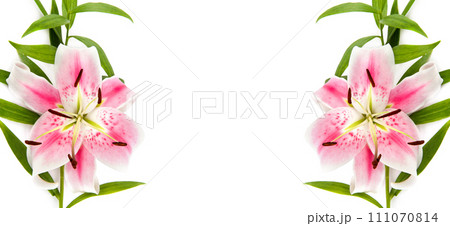 Delicate pink lily flowers isolated on a white. Collage. Wide photo. There is free space for text. Delicate pink lily flowers isolated on a white. Collage. Wide photo. There is free space for text. 111070814