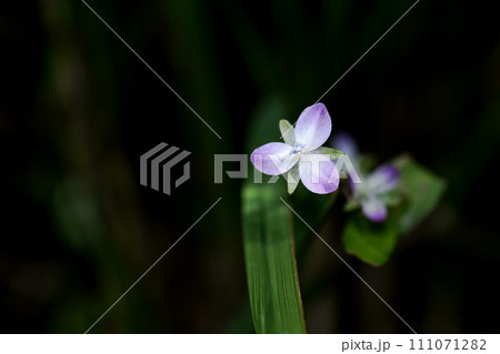 田んぼに咲くイボクサの花 111071282