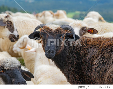 portrait beautiful mountain sheep in the pasture portrait beautiful mountain sheep in the pasture 111072745