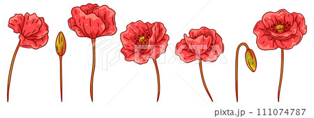 Set of poppies flower. Beautiful decorative plant. Set of poppies flower. Beautiful decorative plant. 111074787