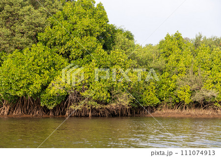 椰子の木とマングローブのある風景 椰子の木とマングローブのある風景 111074913