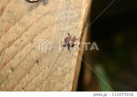 Meadow tick in early spring. Meadow tick in early spring. 111075016