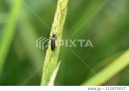 The Narrow-wing beetle is green with long antennae. 111075017
