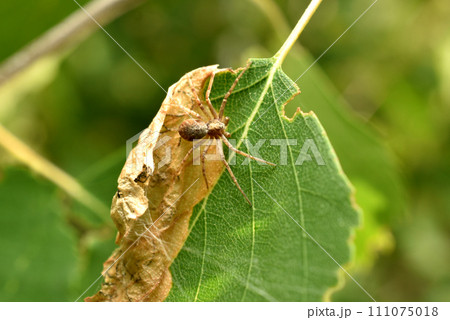 A spider sits on a dry leaf. A spider sits on a dry leaf. 111075018