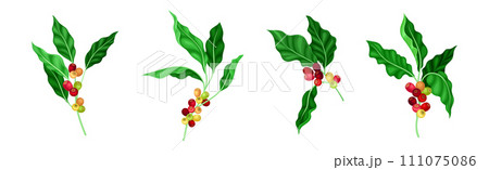 Coffee Plant Berry Branch with Leaf and Stem Vector Set Coffee Plant Berry Branch with Leaf and Stem Vector Set 111075086