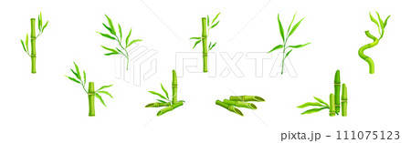 Bamboo Green Stalk or Stem with Leaf Vector Set 111075123