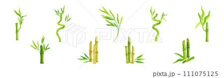 Bamboo Green Stalk or Stem with Leaf Vector Set 111075125