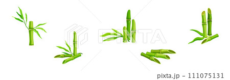 Bamboo Green Stalk or Stem with Leaf Vector Set Bamboo Green Stalk or Stem with Leaf Vector Set 111075131