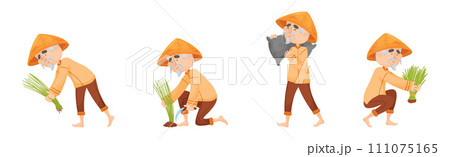 Chinese Farmer in Conical Hat Planting and Gathering Rice Vector Set 111075165