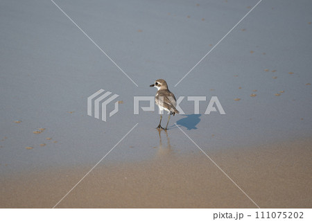 ビーチのメダイチドリ、Charadrius mongolus 111075202