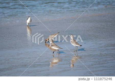 ビーチのメダイチドリ、Charadrius mongolus ビーチのメダイチドリ、Charadrius mongolus 111075246