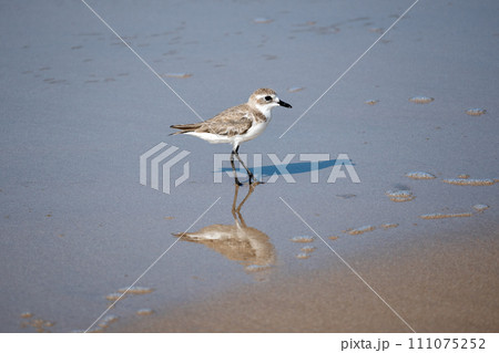ビーチのメダイチドリ、Charadrius mongolus 111075252