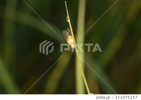 A fruit fly sits on the grass. 111075257
