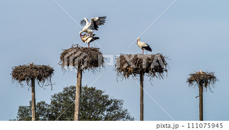 White storks, Ciconia ciconia, mating at Los Barruecos, Malpartida de Caceres, Extremadura, Spain. 111075945